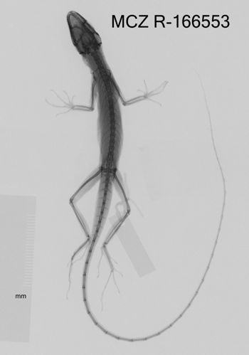 Media type: image;   Herpetology R-166553 Aspect: dorsoventral x-ray